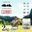 【ふるさと納税】 令和6年産米【定期便】山仙(いのちの壱) 2kg × 6回 山仙組合(有限会社 すがらたいす) 下呂市 金山産 12キロ 米 2024年産 お...