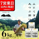 【ふるさと納税】【令和6年産米】山仙 (いのちの壱) 6kg ( 2kg × 3袋 ) すがたらいす 下呂市 金山産 6キロ 米 2024年産 お米 精米 白米...