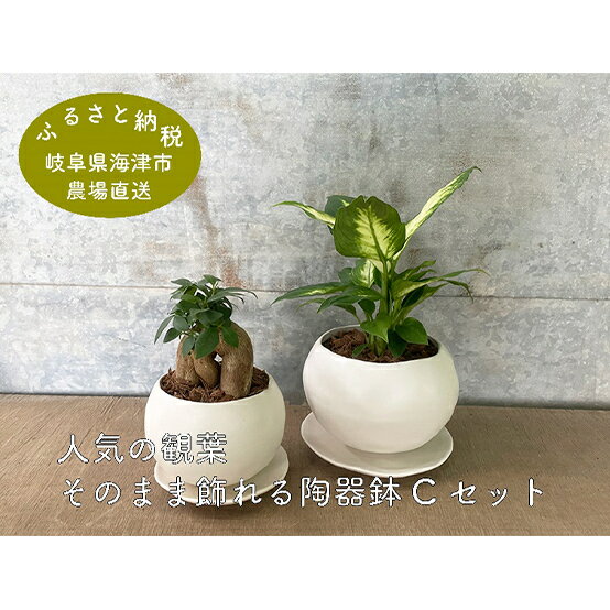 【ふるさと納税】人気の観葉・そのまま飾れる陶器鉢（受け皿付き）C セット　【花・インテリア】　お届け：2021年11月下旬〜2022年1月下旬