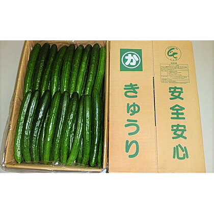 キュウリ　【野菜・キュウリ・きゅうり】　お届け：2024年5月下旬まで