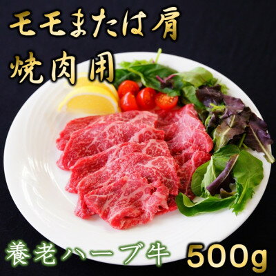 養老ハーブ牛 モモまたは肩 焼肉用 500g[配送不可地域:離島]