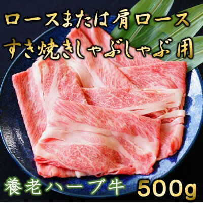 6位! 口コミ数「0件」評価「0」養老ハーブ牛　ロースまたは肩ロース　すき焼き・しゃぶしゃぶ両用　500g【配送不可地域：離島】【1273632】