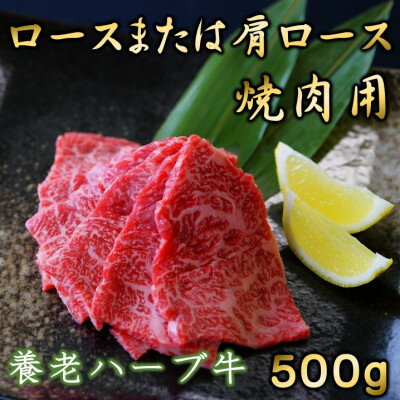 養老ハーブ牛 ロースまたは肩ロース 焼肉用 500g[配送不可地域:離島]