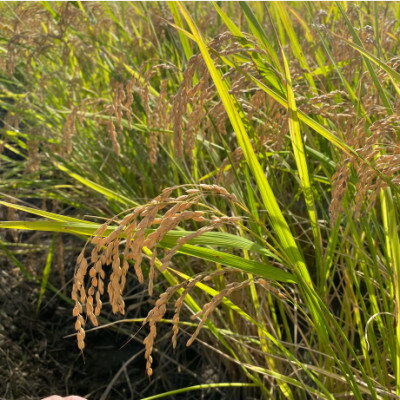 岐阜県養老町の画像3
