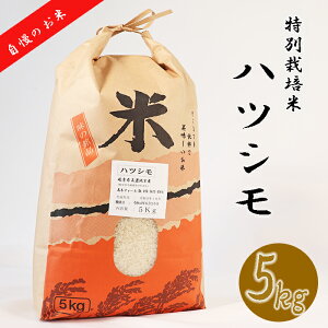 【ふるさと納税】BI-11 【特別栽培米】垂井町産ハツシモ5kg