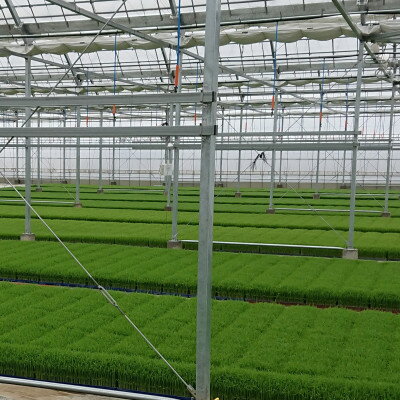 【ふるさと納税】【令和7年産】岐阜県神戸町:農家直送!岐阜ハツシモ　白米　5kg【1354301】