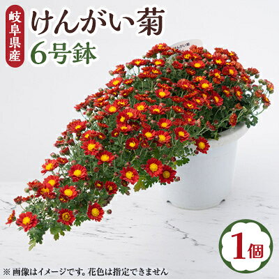[2026年10月発送] けんがい菊 6号鉢