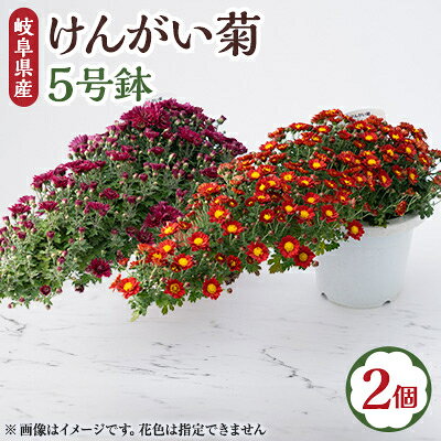 [2026年10月発送] けんがい菊 5号鉢(2個入り)