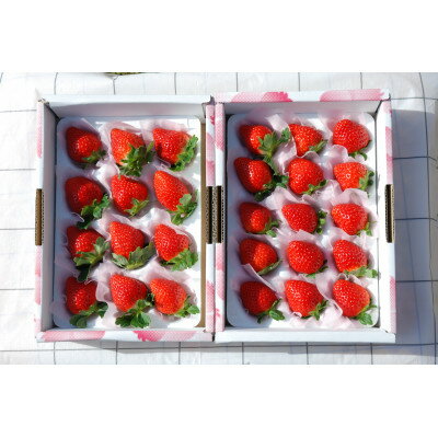 【ふるさと納税】岐阜いちご　美濃娘　330g×2パック【配送不可地域：離島】【1452930】