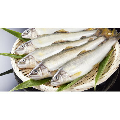 【ふるさと納税】冷凍子持鮎　約2kg【約1kg(10～13尾)×2P】【配送不可地域：離島】...