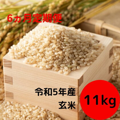 【6ヵ月定期便】安八町産 ハツシモ 11kg 令和5年産【玄米】　【定期便・ お米 ライス ご飯 お弁当 おにぎり 産地直送 主食 炭水化物 大粒 和食 食べ物 国産 】　お届け：2023年12月中旬～2024年11月下旬