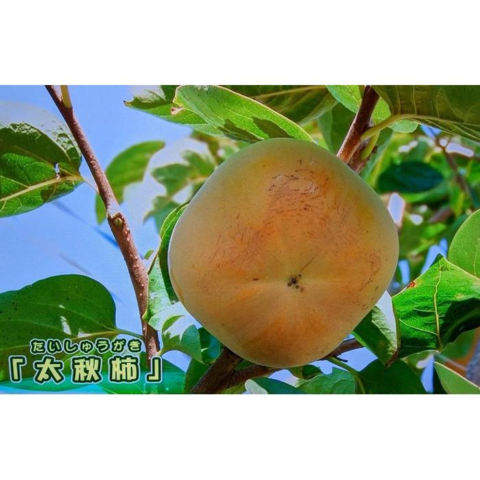 [先行予約:2024年10月初旬〜発送]梨のような食感!「太秋柿」3L×10個(約3.2kg)