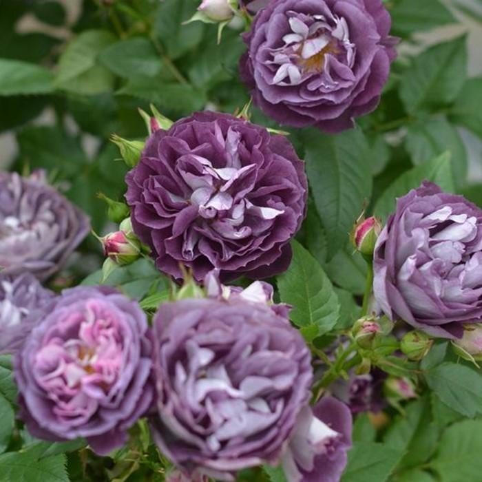 【ふるさと納税】【先行受付】バラ鉢苗 リナルド 1鉢【2024年5月発送予定】河本バラ園 | 薔薇　バラ　リナルド　鉢苗　人気 おすすめ 送料無料のサムネイル