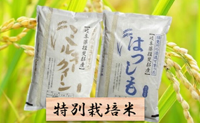 【ふるさと納税】令和3年産 特別栽培米★精米20kg（分搗き可）または玄米22kg【ミルキークイーン・ハツシモ】　【米・お米・ミルキークイーン】　お届け：2021年11月上旬〜2022年10月下旬