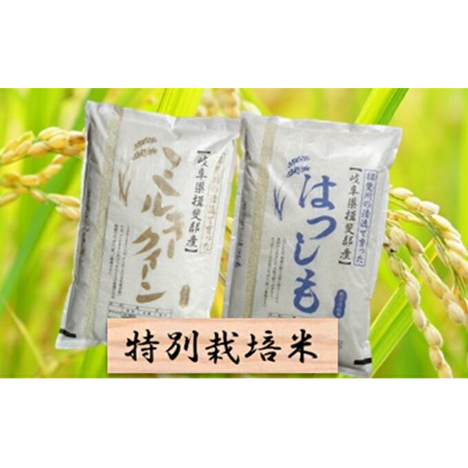 【ふるさと納税】令和3年産 特別栽培米★精米20kg（分搗き可）または玄米22kg【ミルキークイーン・ハツシモ】　【米・お米・ミルキークイーン】　お届け：2021年11月上旬〜2022年10月下旬