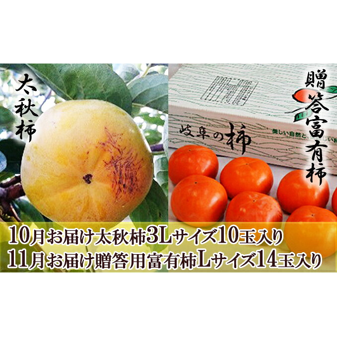【全2回お届け】太秋柿（10玉）＆贈答富有柿（14玉）食べ比べセット 果物類 果肉 梨 さっぱり サクサク 柔らかい 果汁 糖度 甘い 美味しい 安全 安心 王様 お届け：2023年10月中旬～11月下旬