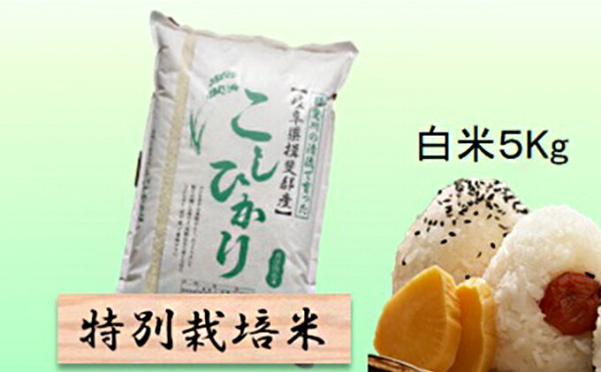 【ふるさと納税】特別栽培米★白米5kg 【コシヒカリ】 お米 ブランド米 銘柄米 精米 ご飯 おにぎり お米の王様 バランス 　お届け：2025年10月下旬～2026年8月末日