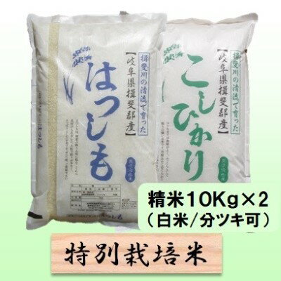 【ふるさと納税】特別栽培米★精米20kg（白米/5分/7分ツキ可）【ハツシモ・コシヒカリ】 玄米は別に出品　【 お米 ブランド米 銘柄米 ご飯 お米の王様 バランス 大粒 アッサリ 】　お届け：2023年11月上旬～2024年10月下旬