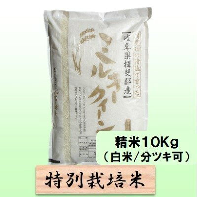 【ふるさと納税】特別栽培米 【 令和8年産 】 精米 10kg（白米/5分/7分ツキ可）【 ミルキークイーン 】玄米は別に出品　お届け：2026年10月中旬以降発送
