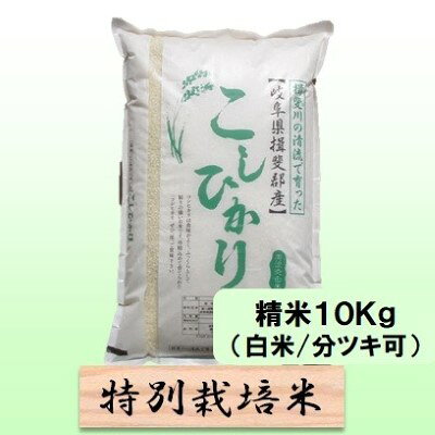【ふるさと納税】特別栽培米 【 令和8年産 】 精米 10kg（白米/5分/7分ツキ可）【 コシヒカリ 】玄米は別に出品　お届け：2026年10月中旬以降発送