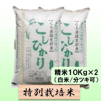 【ふるさと納税】特別栽培米 【 令和8年産 】 精米 20kg（白米/5分/7分ツキ可）【 コシヒカリ 】玄米は別に出品　お届け：2026年10月中旬以降発送