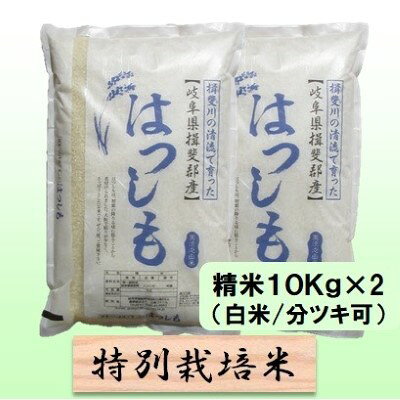 【ふるさと納税】特別栽培米 【 令和8年産 】 精米 20kg（白米/5分/7分ツキ可）【 ハツシモ 】玄米は別に出品　お届け：2026年11月中旬以降発送