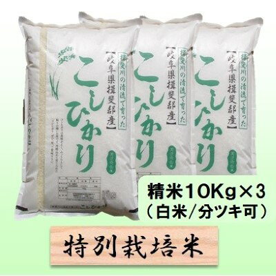 【ふるさと納税】特別栽培米 【 令和8年産 】 精米 30kg（白米/5分/7分ツキ可）【 コシヒカリ 】玄米は別に出品　お届け：2026年10月中旬以降発送