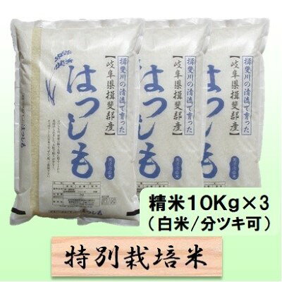 【ふるさと納税】特別栽培米 【 令和8年産 】 精米 30kg（白米/5分/7分ツキ可）【 ハツシモ 】玄米は別に出品　お届け：2026年11月中旬以降発送