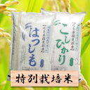 【ふるさと納税】特別栽培米 10Kg　コシヒカリ／ハツシモ （白米　各5kg） 2019年産