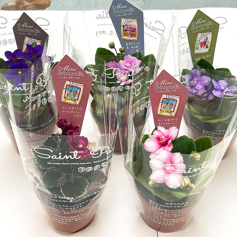 【ふるさと納税】お部屋で楽しむセントポーリア5鉢セット（定期便3回 2026年2月スタート） 花 はな 栽培 インテリア 岐阜県 坂祝町 さかほぎ F6M-301