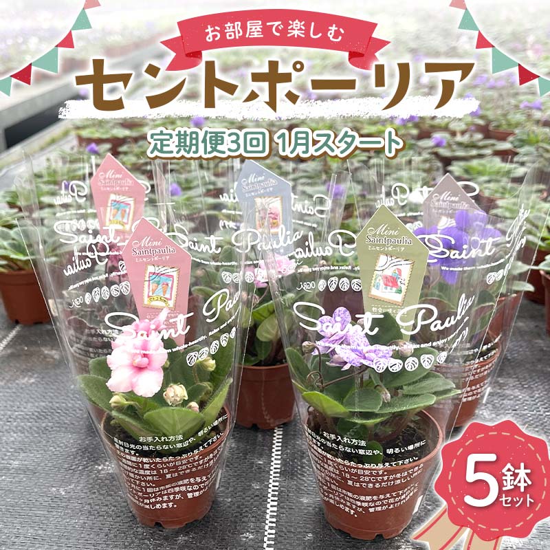 【ふるさと納税】お部屋で楽しむセントポーリア5鉢セット（定期便3回 2026年1月スタート） 花 はな 栽培 インテリア 岐阜県 坂祝町 さかほぎ F6M-300