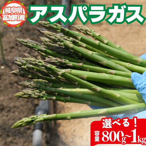 【ふるさと納税】 アスパラガス 選べる 500g 800g 1kg 【ふるさと納税】 アスパラガス 選べる 500g 800g 1kg