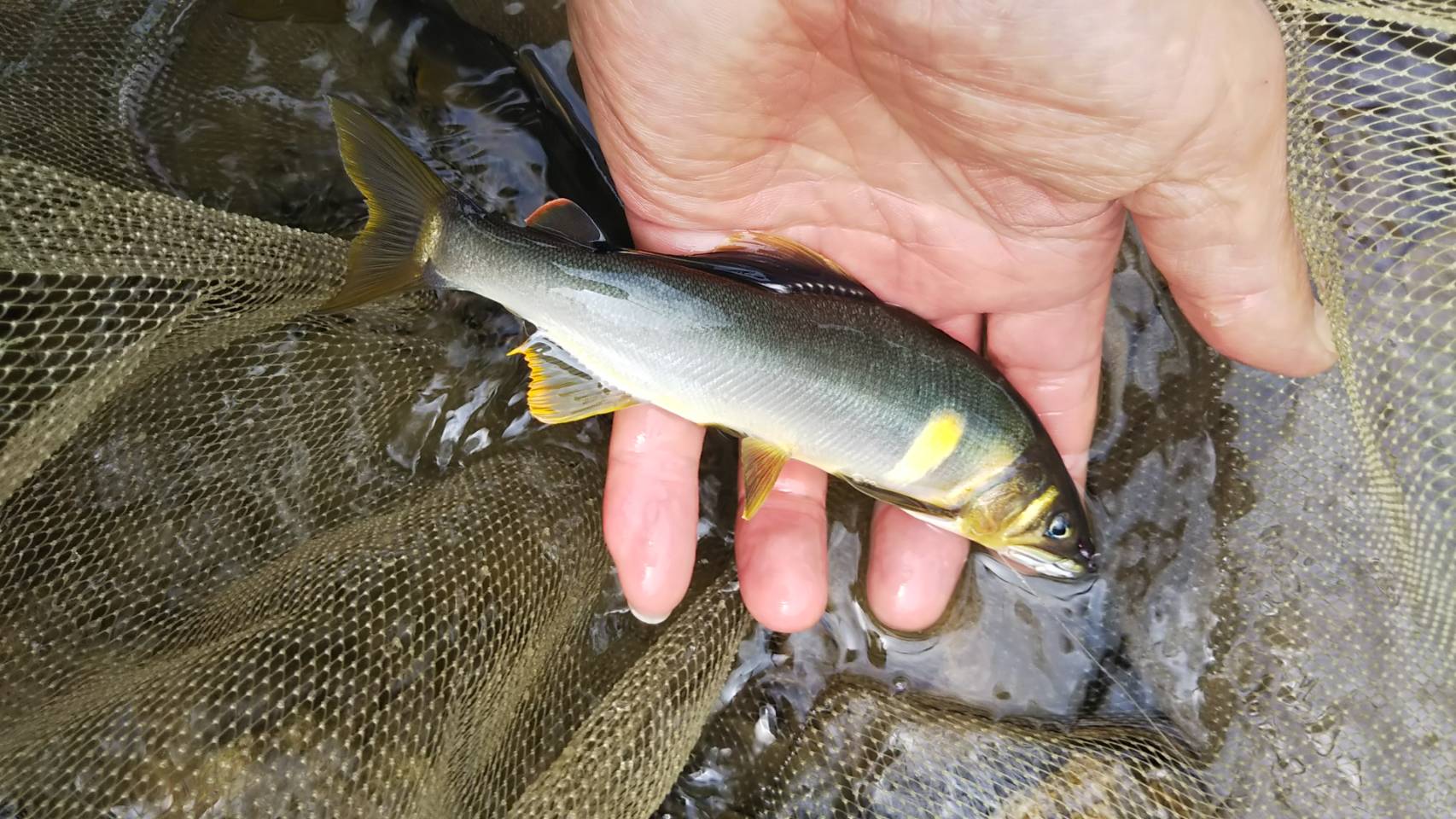 岐阜県神渕川で獲れる貴重な天然鮎です。 急速冷凍により腹も破れませんので状態も良いです。 素焼きでしょうゆをかけて、または塩焼きでお召し上がりください。 ※配達日および配達時間帯を必ず指定してください。備考欄に記入してください。 名称※岐阜県産天然鮎七宗町産(20cm以上) 内容名称 天然鮎 内容量 10匹〜(20cm以上) 産地名　岐阜県七宗町 保存方法　冷凍 解凍方法　40℃ぐらいまでの湯または水で解凍提供元辰美屋 ・ふるさと納税よくある質問はこちら ・寄付申込みのキャンセル、返礼品の変更・返品はできません。あらかじめご了承ください。※岐阜県産天然鮎七宗町産(20cm以上)