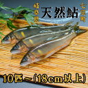 【ふるさと納税】※岐阜県産天然鮎七宗町産(18cm以上)