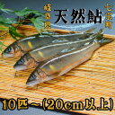【ふるさと納税】※岐阜県産天然鮎七宗町産(20cm以上)