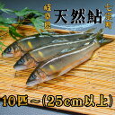 【ふるさと納税】※岐阜県産天然鮎七宗町産(25cm以上)