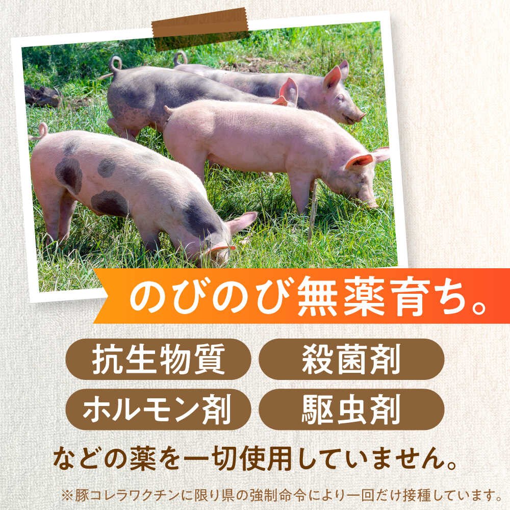 【ふるさと納税】【2025年12月21日までのご入金で、年内発送】★5人に2人がリピーター★｜あんしん豚 スペアリブ 1.5kg 国産 豚肉 小分け 冷凍 / 岐阜県白川町産 藤井ファーム BBQ バーベキュー キャンプ [AWAF004] 豚肉 スペアリブ 骨付き 骨付き肉 ふるさと納税 ブロック肉