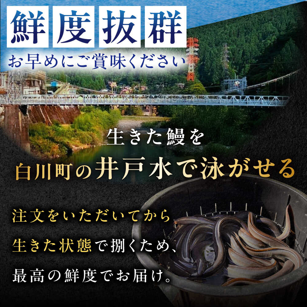 【ふるさと納税】鰻【2025年12月18日までのご入金で、年内発送】【尾数が選べる】 創業昭和38年 専門店の味 国産 うなぎ 蒲焼 1尾130g以上 備長炭 手焼き タレ 山椒付き 鰻 冷凍 ／岐阜県 白川町 多幸八[AWBL001]