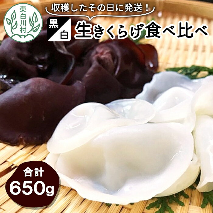 【ふるさと納税】収穫したその日に発送!黒・白 生きくらげ食べ比べセット 合計650g キクラゲ きのこ 純国産 きくらげ 生きくらげ 白きくらげ 木耳 岐阜県産...