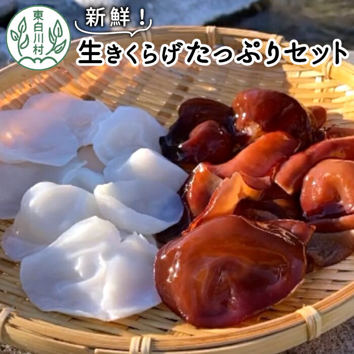 採れたて新鮮！ 生きくらげたっぷりセット 国産 東白川村産 食物繊維 生きくらげ きくらげ 白きくらげ 白いきくらげ キクラゲ 木耳 佃煮 甘酢漬け 東白川村 岐阜 18000円