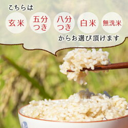 【ふるさと納税】令和6年産 いのちの壱 玄米 6kg 先行予約 お好みに合わせて精米！ 岐阜県東白川村産 お米 米 こめ 無洗米 白米 8分づき 5分づき ご飯 10000円･･･ 画像2