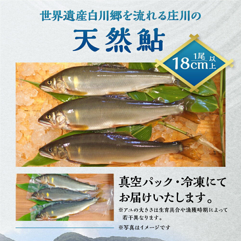 【ふるさと納税】尾数が選べる 白川村産 飛騨庄川の天然鮎 6尾 8尾 12尾 18尾 18cm以上 訳あり 訳アリ 鮎 天然 あゆ 魚 川魚 岐阜県 白川郷 世界遺産 塩焼き BBQ 10000円 15000円 20000円 30000円