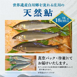 【ふるさと納税】尾数が選べる 白川村産 飛騨庄川の天然鮎 6尾 8尾 12尾 18尾 18cm以上 鮎 天然 あゆ 魚 川魚 岐阜県 白川郷 世界遺産 塩焼き BBQ 10000円 15000円 20000円 30000円･･･ 画像1