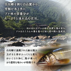 【ふるさと納税】尾数が選べる 白川村産 飛騨庄川の天然鮎 6尾 8尾 12尾 18尾 18cm以上 鮎 天然 あゆ 魚 川魚 岐阜県 白川郷 世界遺産 塩焼き BBQ 10000円 15000円 20000円 30000円･･･ 画像2