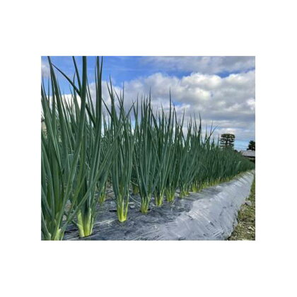 おやさいのねぎ10kg | 野菜 ネギ 葱 青ネギ 静岡産 農産物 食品 人気 おすすめ 送料無料