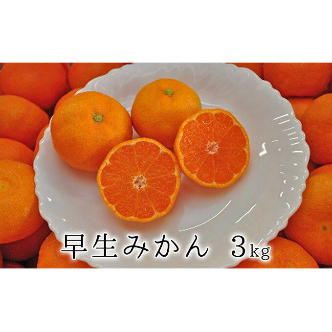 農園直送 濃厚有田みかん ご家庭用 お届け日指定不可 約10kg ※11月下旬〜12月下旬順次発送予定 農園直送 濃厚有田みかん ご家庭用 お届け日指定不可 約10kg ※11月下旬〜12月下旬順次発送予定