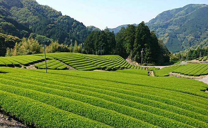 【ふるさと納税】静岡市のお茶 3缶 【お茶・緑茶】の紹介画像3