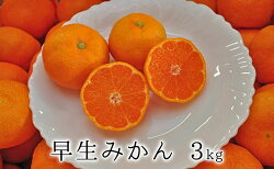 【ふるさと納税】【2022年11月中旬より順次発送】秋の味覚　果汁たっぷり　早生みかん3kg　【果物類・柑橘類・みかん・フルーツ・ミカン・蜜柑】　お届け：2022年11月中旬〜2022年11月下旬･･･ 画像1