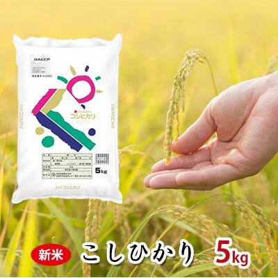 【ふるさと納税】静岡県産米『こしひかり』精米5kg　【お米・コシヒカリ】...