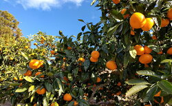 【ふるさと納税】えなみ農園の青島みかん　10kg（L〜2Lサイズ）　【果物類・みかん・柑橘類・フルーツ・青島みかん・ミカン】　お届け：2022年12月下旬〜2023年2月中旬･･･ 画像2